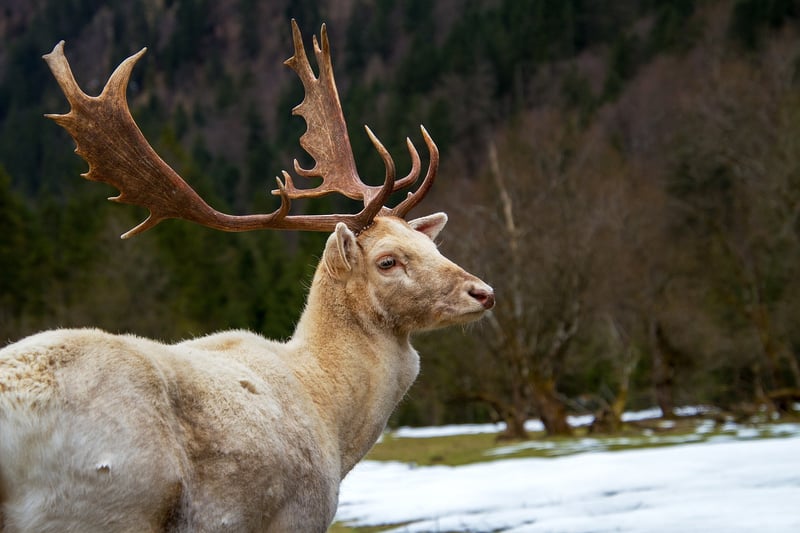 Wildlife Conservationist